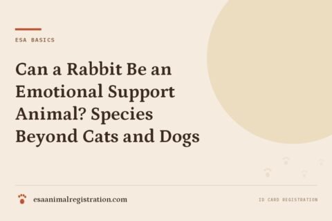 Can a Rabbit Be an Emotional Support Animal? Species Beyond Cats and Dogs